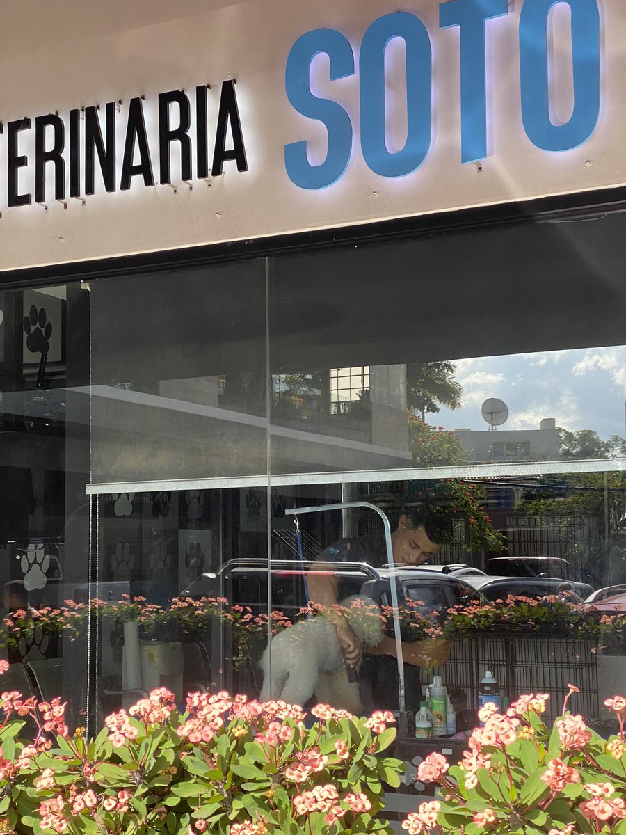 monicaepinedam's tweet photo. 1/3 Hoy a las 3pm tenía cita de grooming para mi perrito en el local de Veterinario Soto ubicado en plaza Cipreses cuando al estar entrando al local se nos acerco una señora la cual nos rogó que por favor no llevaramos a mi perrito ahí. https://t.co/kPgS1QOzLd