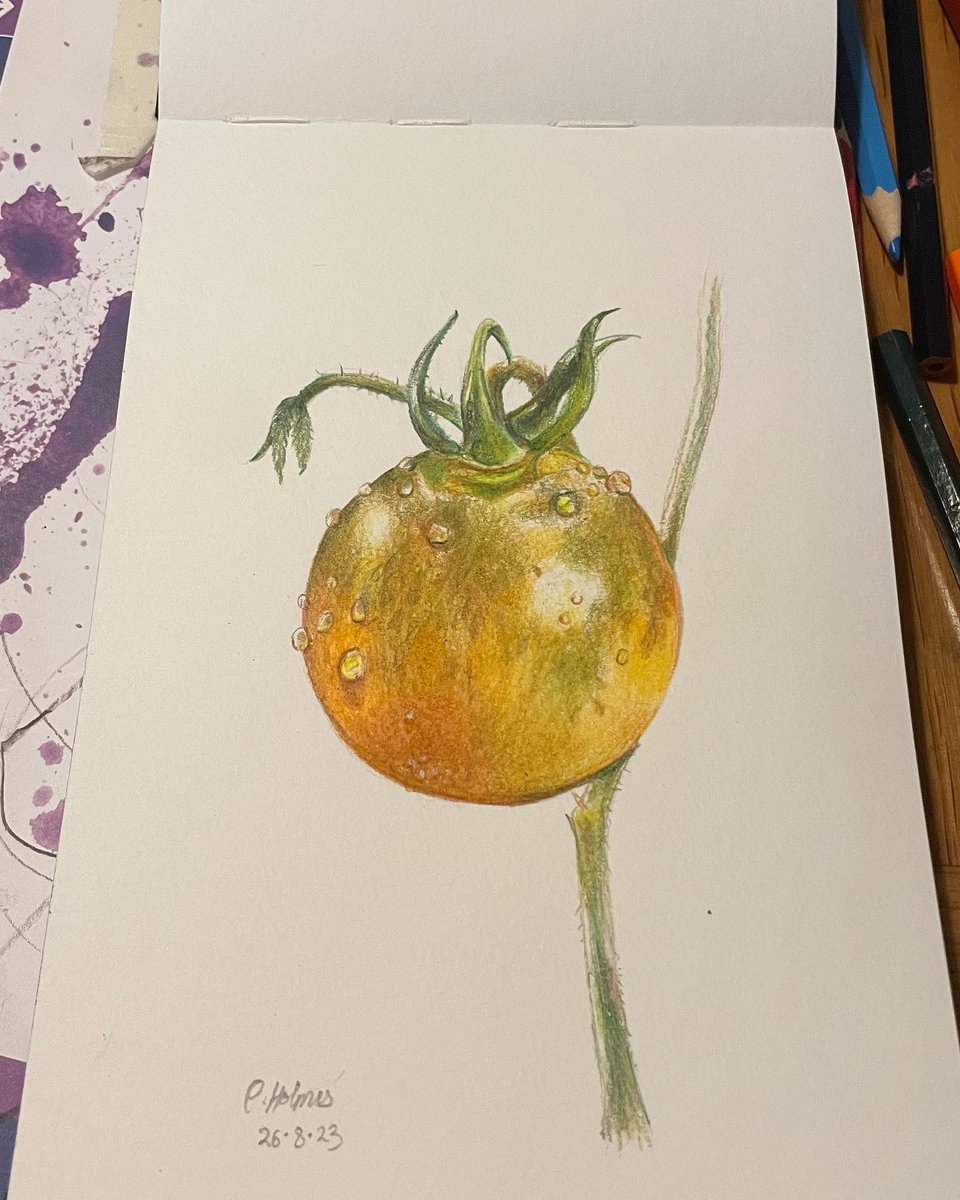 Today’s drawing - Ripening Tomato, coloured pencil on watercolour paper…juicy!🍅 #AdrawingAday #colouredpencils #tomato #botanicaldrawing  #artistsontwitter