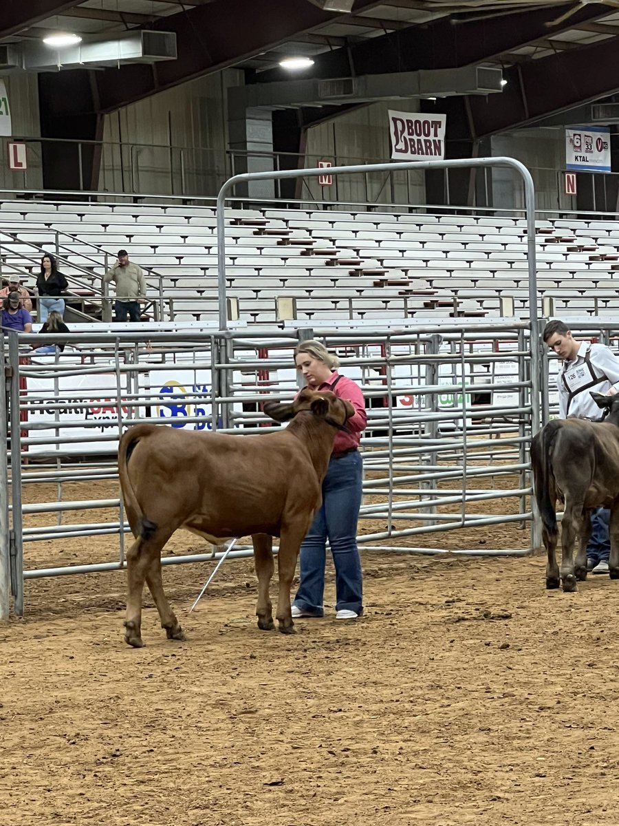 MillerCo4H's tweet photo. What a day! Miller County 4-H members did an amazing job today at Four States Livestock Show! 
Results:
Angus 
Class 5: Bella M. 1st Place 
Class 7: JD M. 6th Place 
S￼immental 
Class 4: JD M. 3rd Place 
Simbrah 
Class 2: Carlie K. 4th Place 

Congratulations to all member! https://t.co/SBPopewOGu