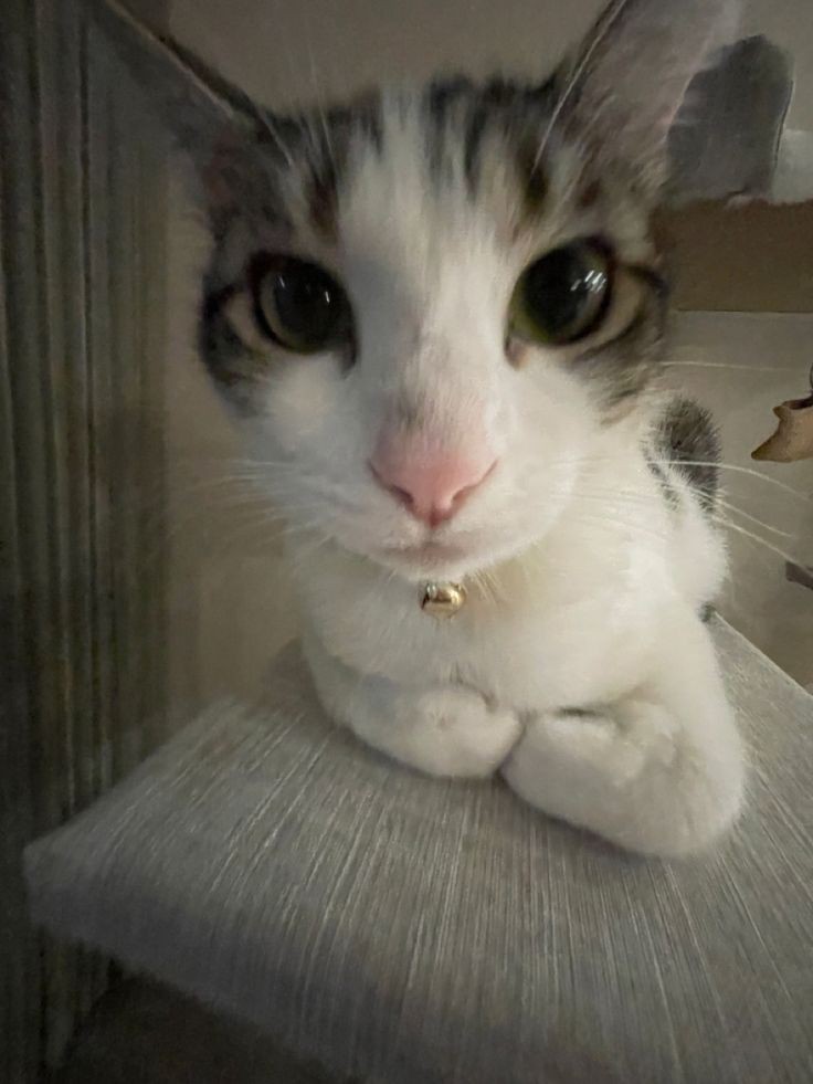 meowsniji's tweet photo. Hi #NijiroMurakami #村上虹郎 https://t.co/RCSmp7zxAO