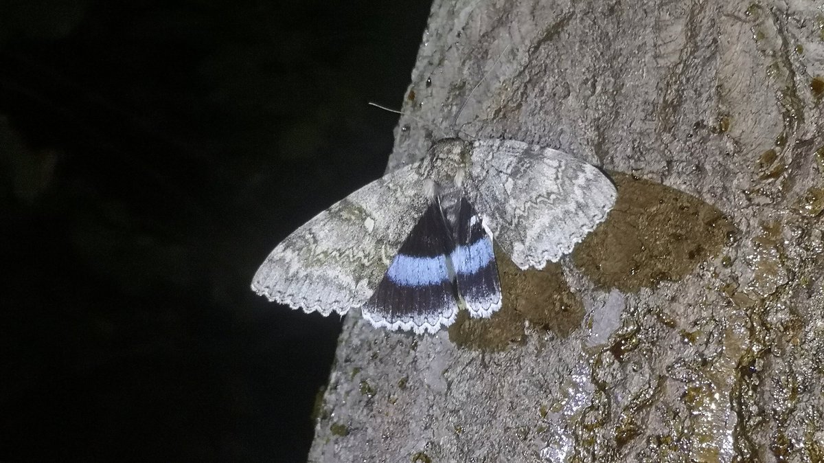 Chris Wilkinson (@birdsbuttsandn1) on Twitter photo Pleasant evening in my local Surrey wood with @TimBlackburn66 tonight. 2 Clifden's and a Red Underwing came to sugar. <a href="/surreymoths/">Surrey Moths</a> Pleasant evening in my local Surrey wood with @TimBlackburn66 tonight. 2 Clifden's and a Red Underwing came to sugar. <a href="/surreymoths/">Surrey Moths</a>