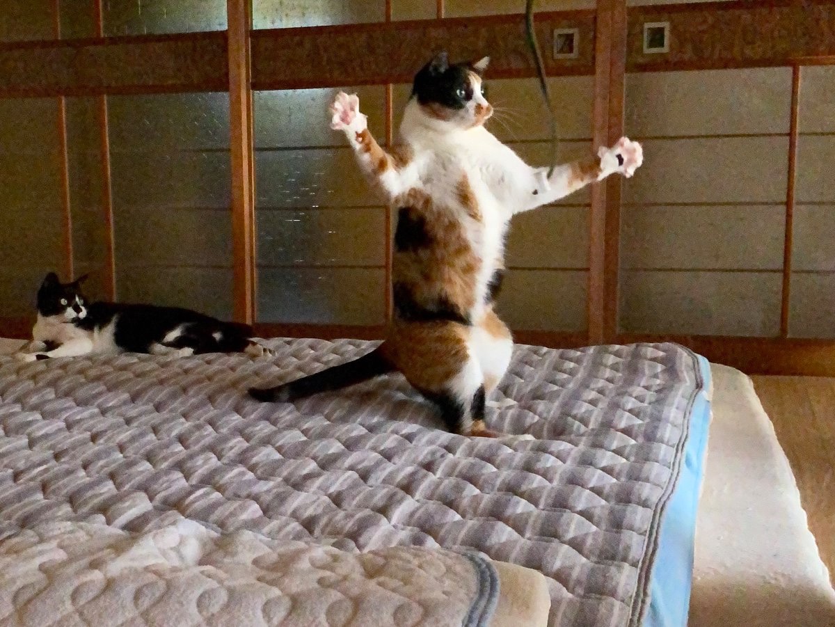 【シーズン前に】毎年言うけど、ハンドクリームに保湿成分として含まれるキシリトールは猫にとって毒なので、購入前に確認要ですぞ
みかんに含まれるリモネンも危ないから、食べたら手洗い忘れずに
リプ欄で猫が摂取すると良くない物を教えて下さい
#猫のいるくらし 
人の子よ拡散し知識を共有なさい