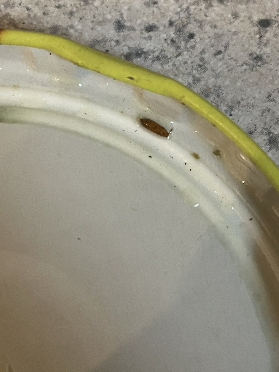 ashleytc25's tweet photo. @MtOlivePickles  please tell me what these bugs are. I opened the pickles and have been snacking them found them. I’m disgusted and would love to know what I just ate!!! https://t.co/ncIIdzuoLc