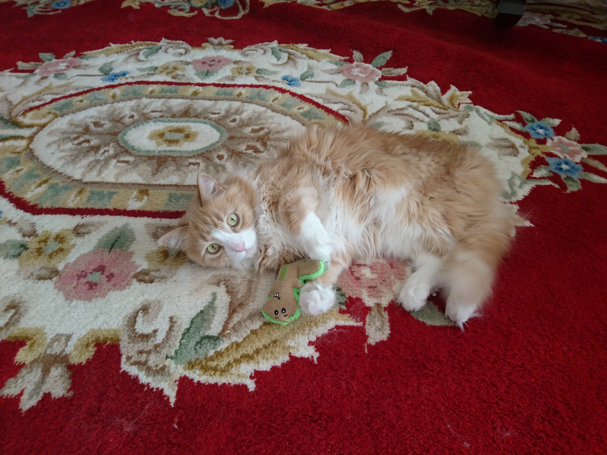 TheTrueJasonM's tweet image. 🧵 It's been one month since I lost sweet little Benz. I'd like to share some pictures of him. He was a precious, loving, gentle little guy who will never be forgotten. Beamer and I still miss him terribly.