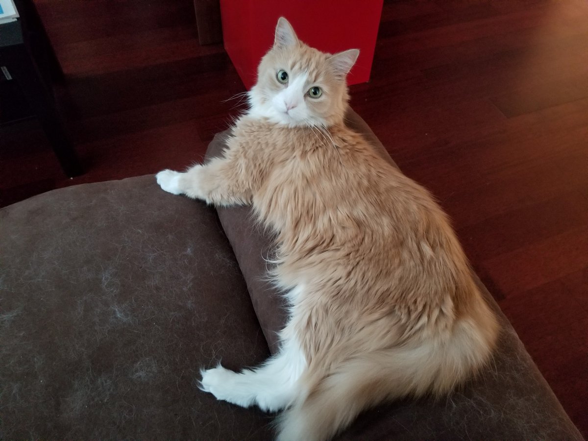 TheTrueJasonM's tweet image. 🧵 It's been one month since I lost sweet little Benz. I'd like to share some pictures of him. He was a precious, loving, gentle little guy who will never be forgotten. Beamer and I still miss him terribly.
