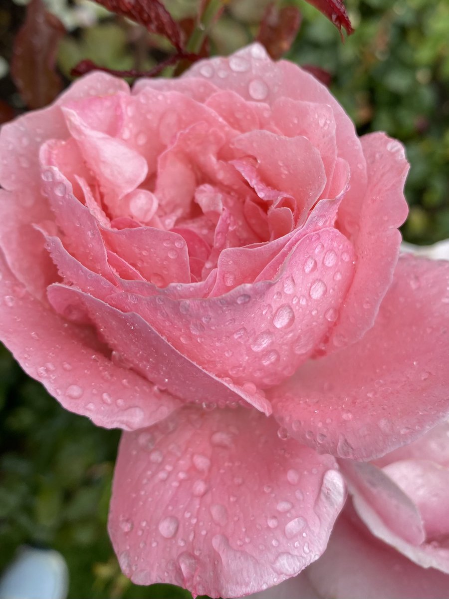 lynngerridog's tweet photo. Weโve had some rain, need more,and sunny days. Roses are still blooming and I think today will be my last morning on the beach as cloudy days are predicted. #SalishSea #VancouverIsland #fallisalmosthere https://t.co/OdVB3HqqaZ