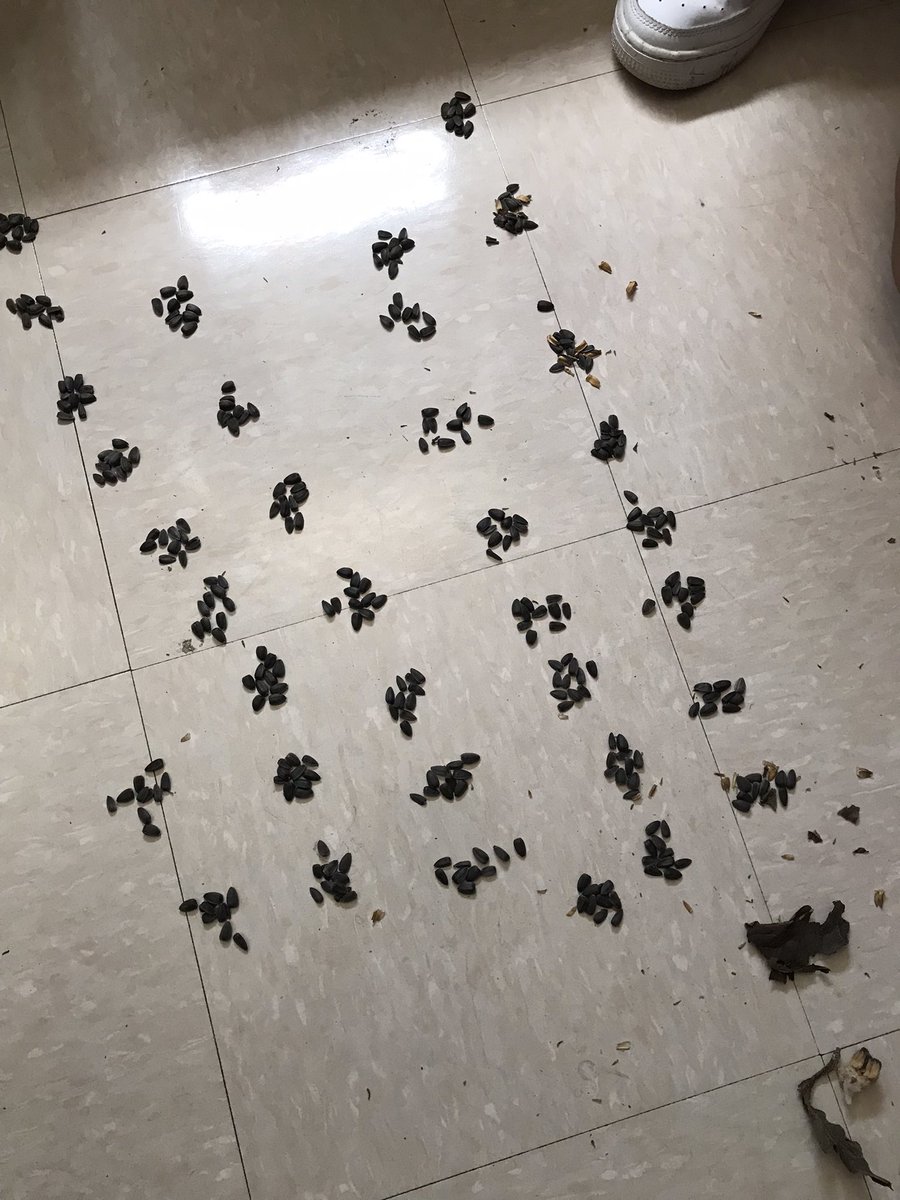 Farm Friday- sunflower edition! Groups worked together to makes observations and inferences about sunflower heads. Then, they estimated the number of seeds in the head, and found the actual amount. Kids were shocked at the difference between the estimates and actual amounts. 🌻