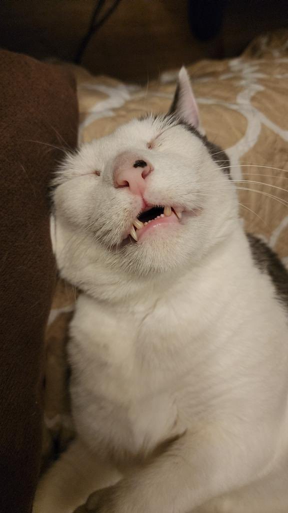 SimbasPrideFL's tweet image. #catnap