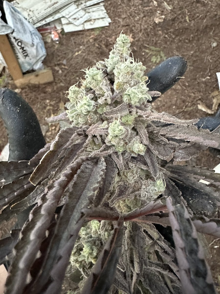 LCCGenetics's tweet photo. It was a good harvest. This is the Mac 1 caps cut 🧢 I had to take her outside for daylight pics.
#mac1 #capscut #420life https://t.co/6ZQOVRORNV