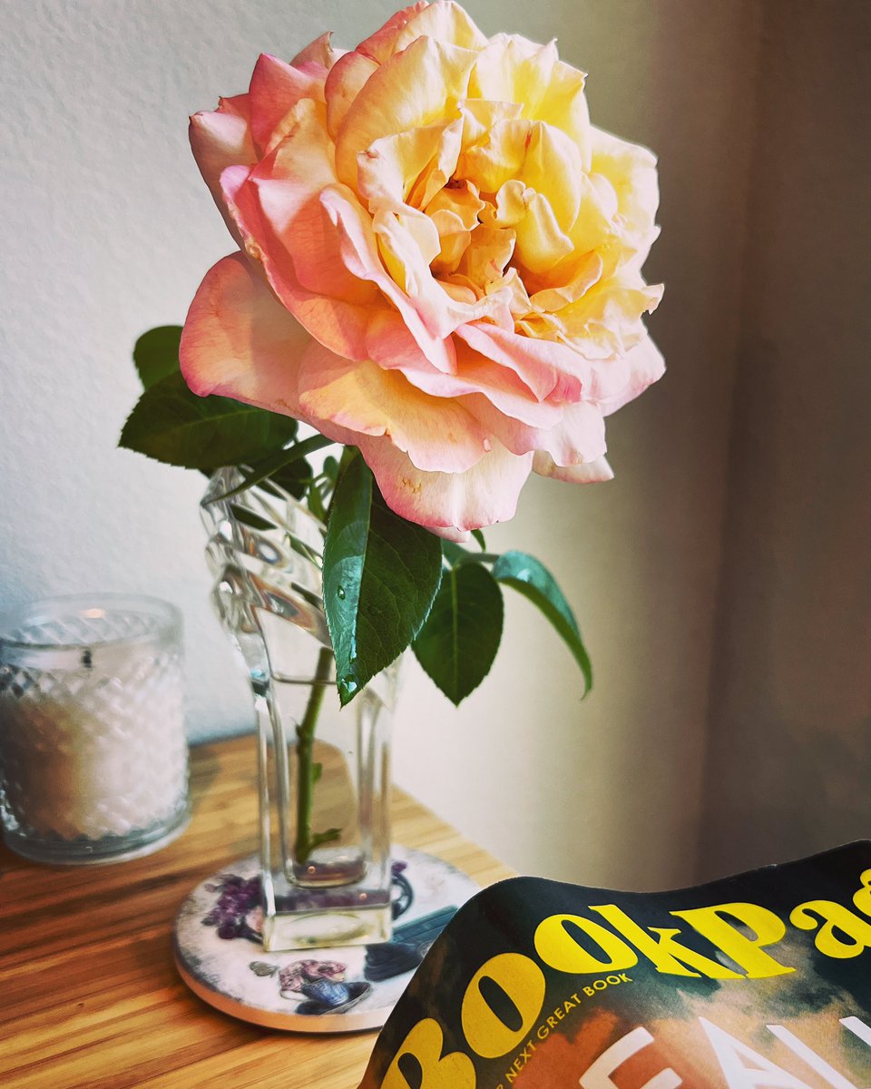 KatieDoWrite's tweet photo. 🌹Peace rose on my writing desk, and the September issue of @bookpage to keep me company at the keyboard ⌨️
#writingcommunity #writingdesk #peacerose #rose https://t.co/LaYHiiw3ec