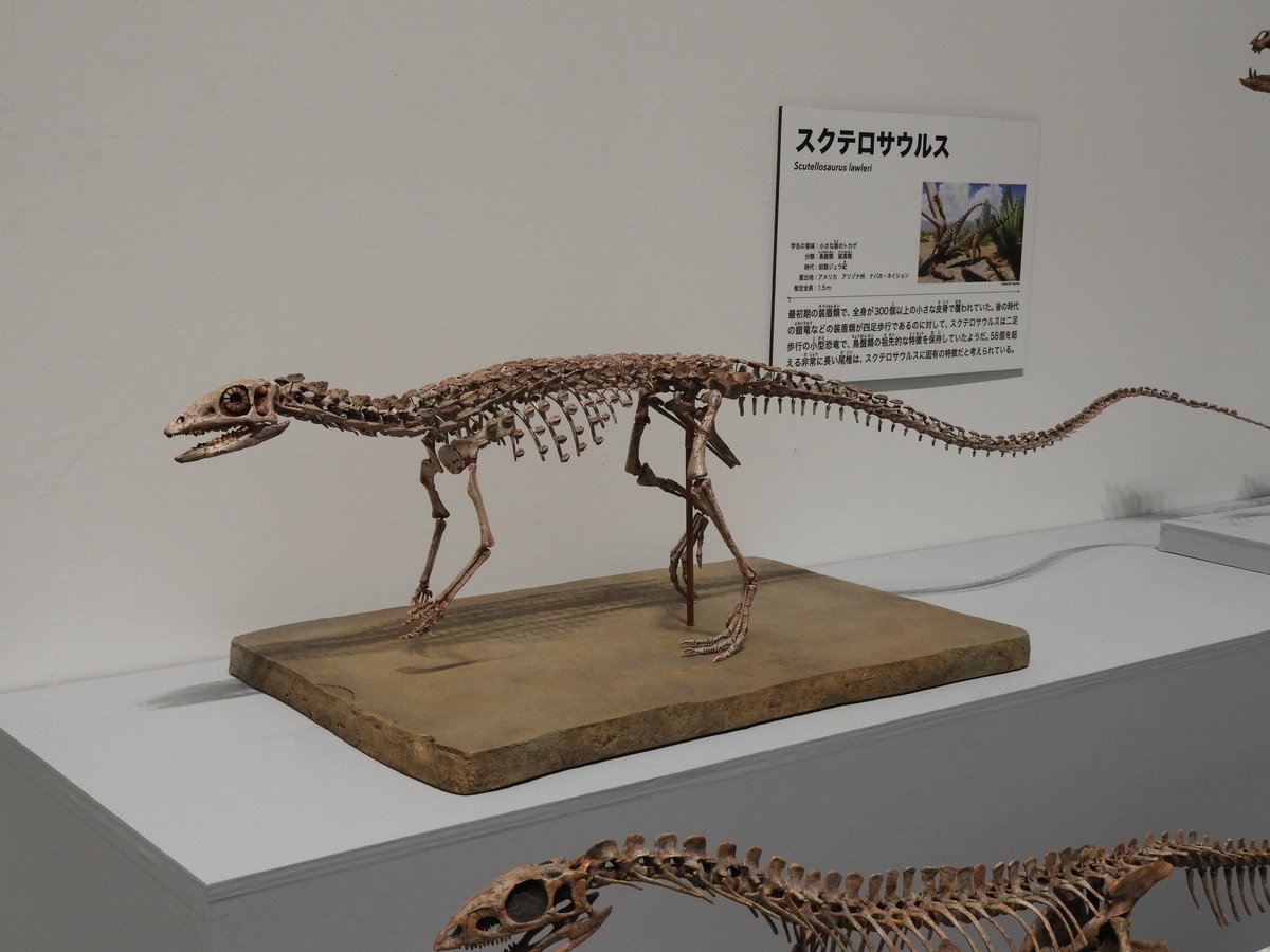 化石 恐竜　博物館級!! Platecarpus ptychodon !貴重!! 化石 恐竜 博物館級!! Platecarpus ptychodon !貴重!! - メルカリ