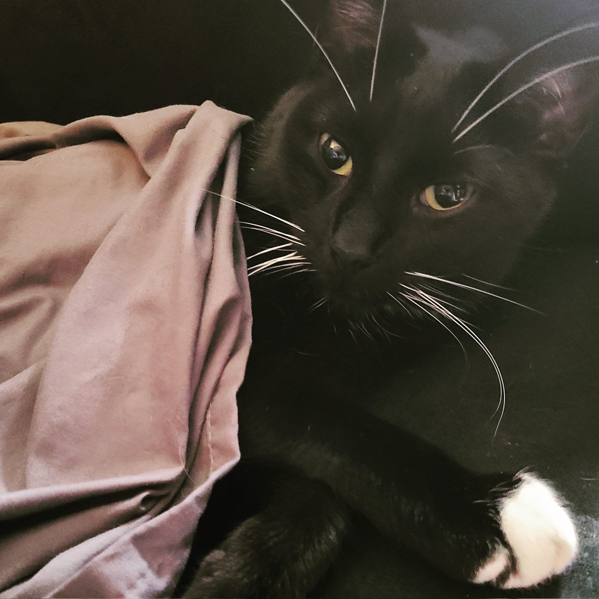catalystsims's tweet photo. @lilsimsie These are my #tuxedotwins https://t.co/IrduGoWjei