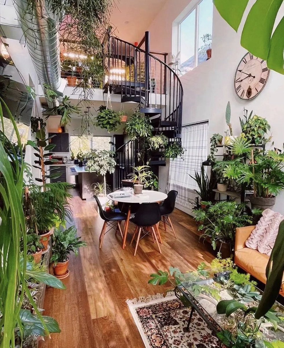 HobbyistPlant's tweet photo. A plant filled loft 🌿 https://t.co/CkCydfu42A