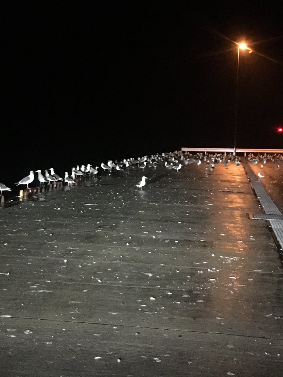 FishMining's tweet photo. #nightfishing https://t.co/UjCJml2Uaz