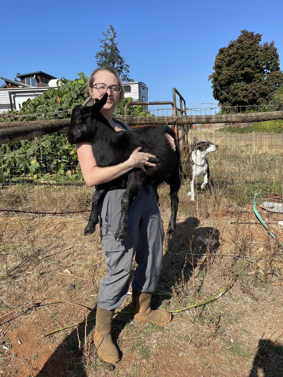 Pixietron like Megatron tweet media