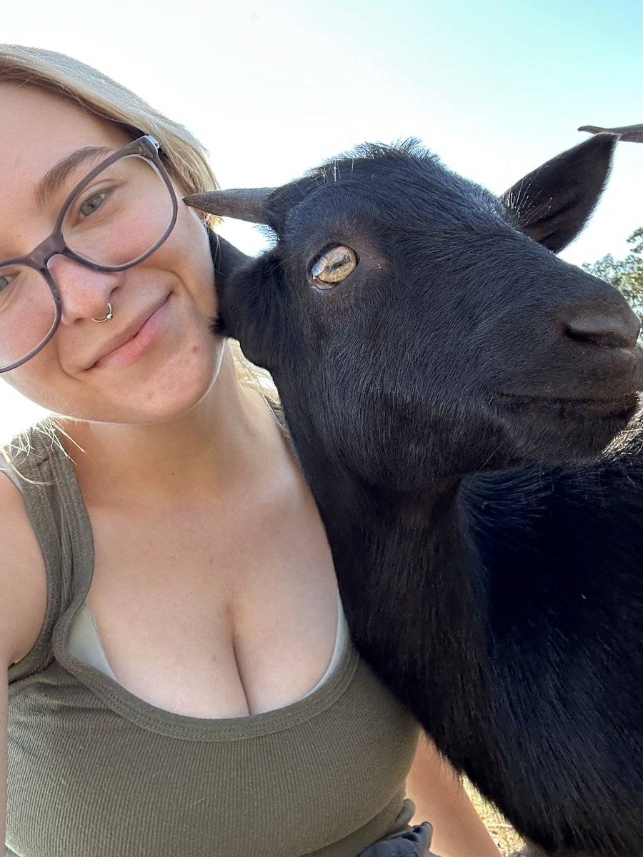 Pixietron like Megatron tweet media