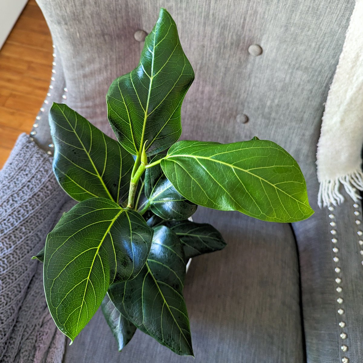 I planted some Ficus Altissima seeds last October, and now I have a lush Ficus plant 🤩 🌿#ficus #ficusaltissima #growsomethinggreen #urbanjungle #indoorplants