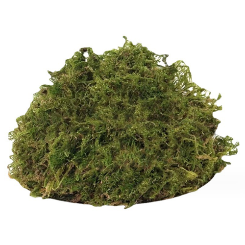 OEM Hot-Selling Wholesales Natural Green Sphagnum Moss Dried Sphagnum Peat Moss For Decoration
