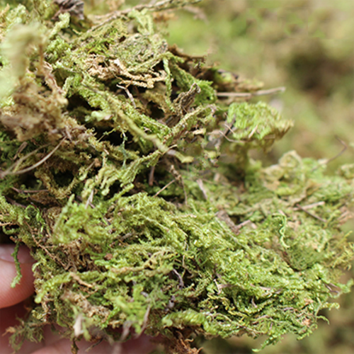 Wholesale Dried Natural Stabilized Sphagnum Moss Preserved Peat Moss For Decoration