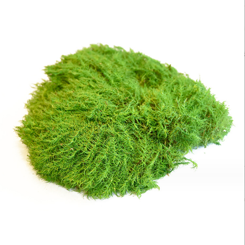 OEM Factory Directly Supply Natural Stabilized Greenery Long Wool Moss