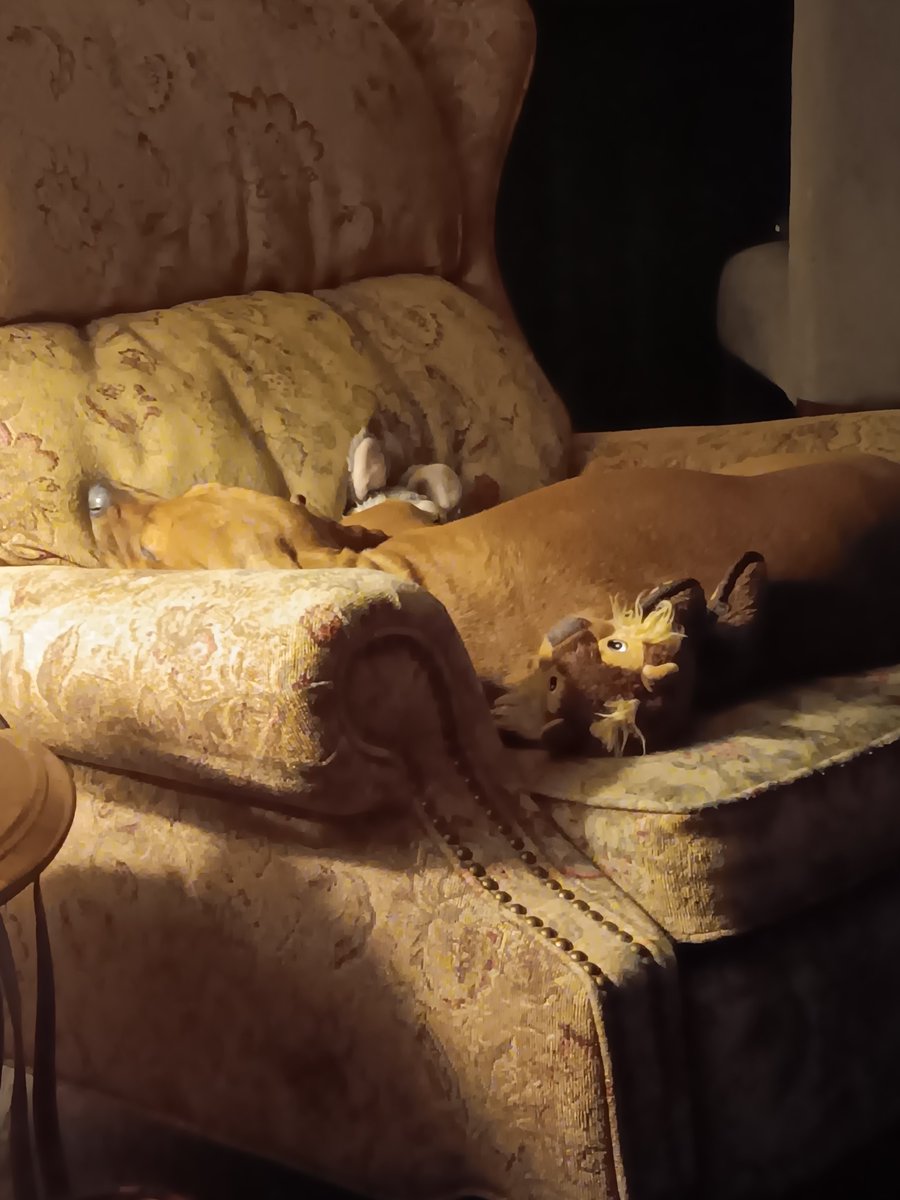 Real_Lil_Mango's tweet photo. Just saw @Shanemgillis new stand-up special on @netflix, so good! I laughed so hard and now my face is tired #dogs #comedy #beautifuldogs #Australia #GeorgeWashington #LikeADog https://t.co/Kt4BwPPxoi