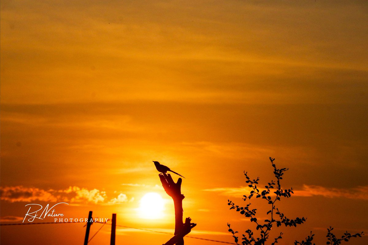सुप्रभात सबनु🌄🥰

#GoodMorningEveryone #sunrise #sunsetphotography #morningvibes #birds #canonphotography #MorningShowMysteries #IndiAves #ThePhotoHour #BBCWildlifePOTD #natgeoindia
