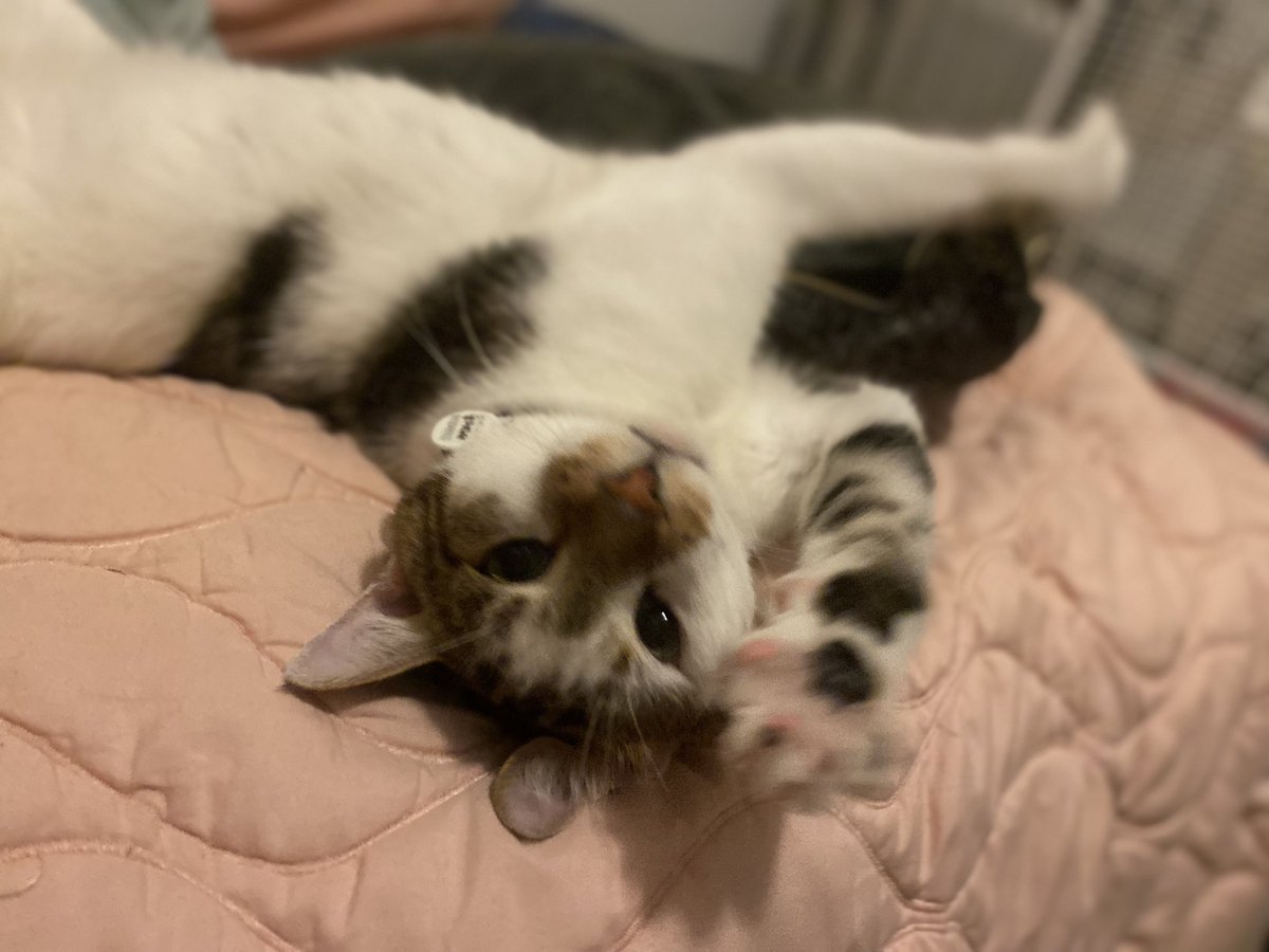 11 months after we said goodbye, as the leaves begin to turn calico, I find myself crying more easily, missing Mina. Im grateful for the little weirdo in the last picture coming to chase away my sadness. But I will never not miss my girl.