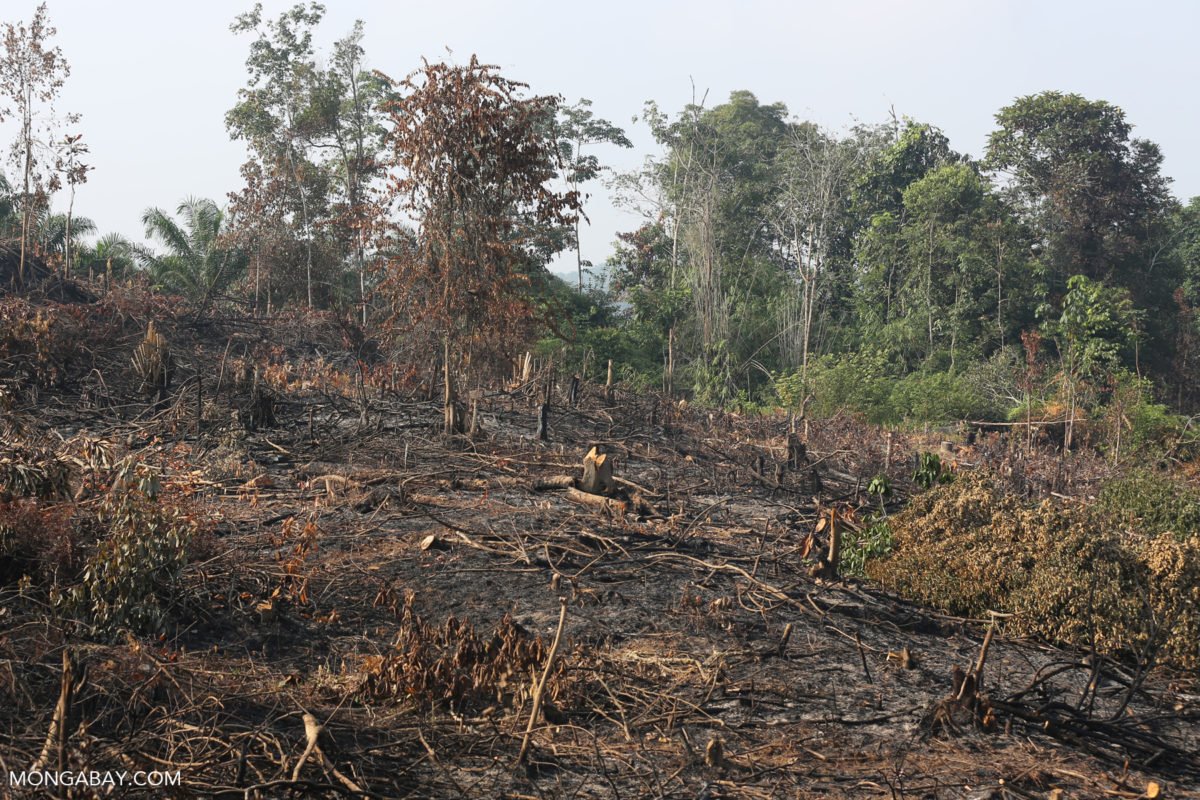 Rich countries praising themselves for reducing fossil fuels and instead importing palm oil based bio fuels from Indonesia which came from mass deforestation of Indonesia forests 
Trees that sequester carbon
Result even more global warming climate change 
Image by Rhett A. Butler
