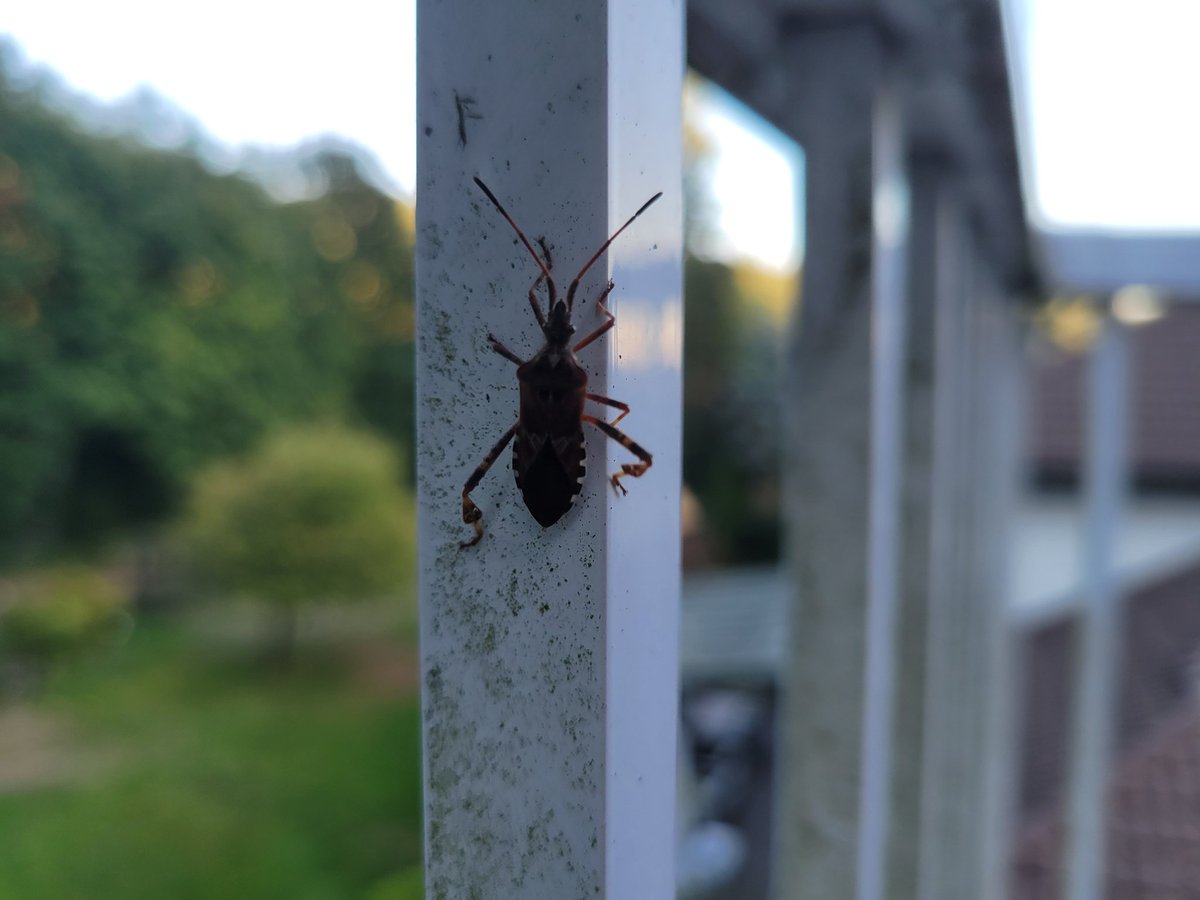 Bruno Borges tweet media