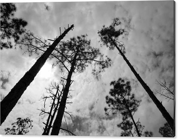 Angel617Liz's tweet image. pixels.com/featured/regen… Canvas Print
"Perhaps the earth can teach us, as when everything seems dead and later proves to be alive. —Pablo Neruda"
"Regenerate" available in print, throw pillows, bedding and more. #Regenerate #NaturePhotography #Gifts