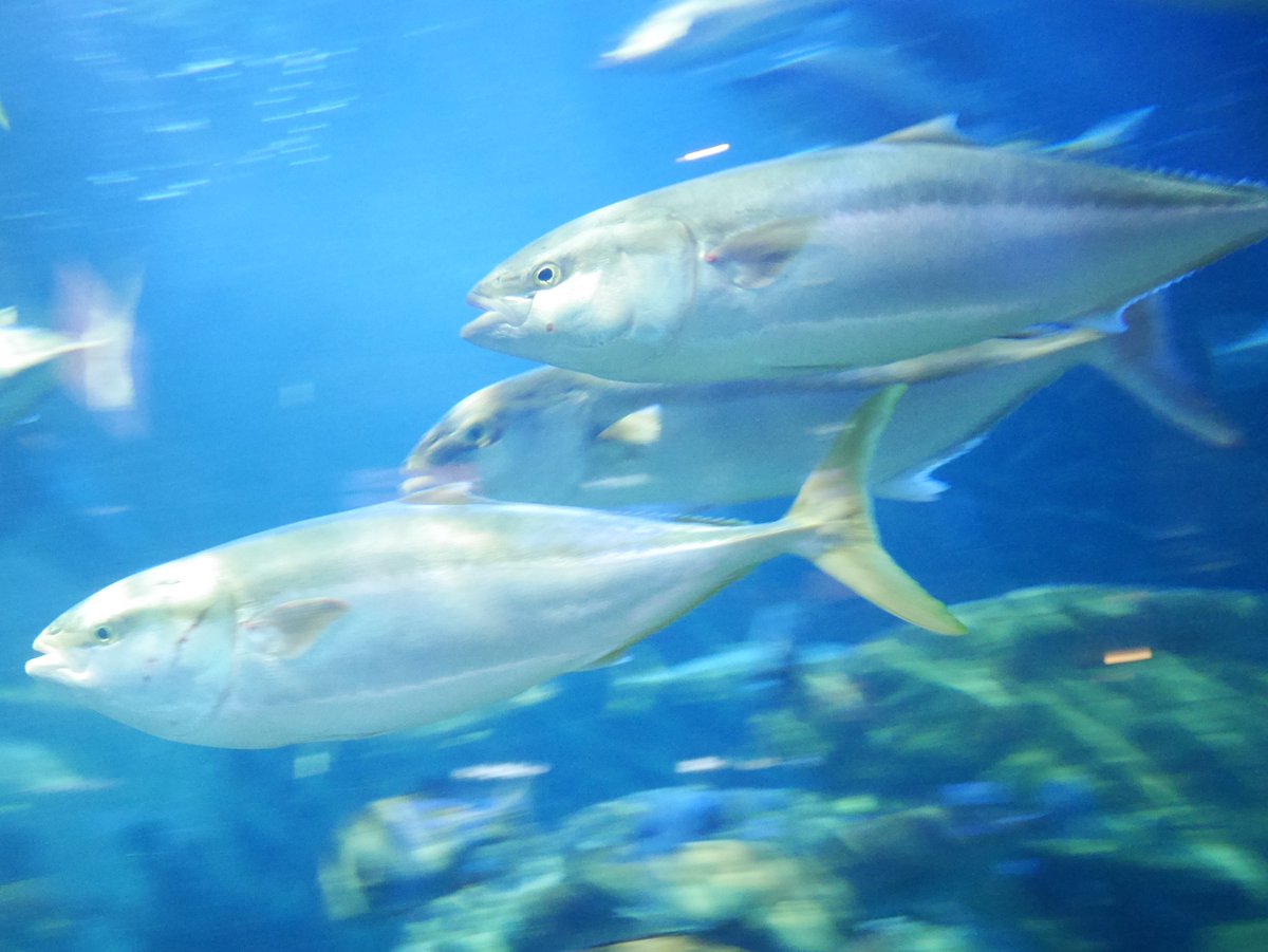 taxafish's tweet photo. 流し
#Carangidae #Seriola https://t.co/cv54LfDFMz