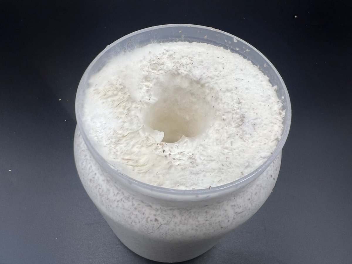 飛騨山角&amp;CUBE吉城
ヒラタケ800ボトルを２名の方にプレゼント🎁いたします。
微粒子、低添加です。
9月15日金曜日〆切です。
フォロー、リツイート応募完了です。
※オーダー製で　詰めて発送も可能にいたします。

製造元CUBE吉城

lin.ee/XRsWYkq