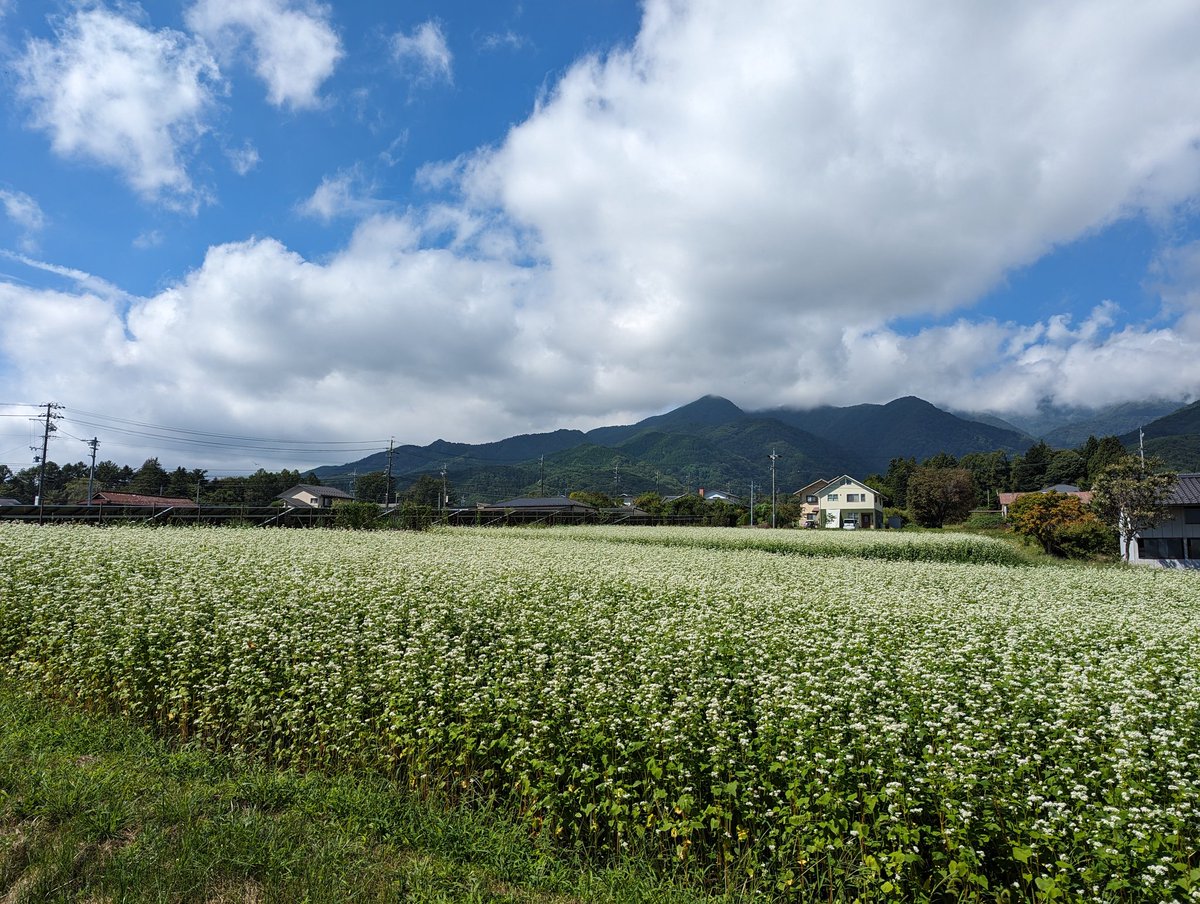 猛暑の始まりに駒ヶ根に来て、はや2ヶ月。蕎麦の花が満開の季節となりました。訓練もあと数日。