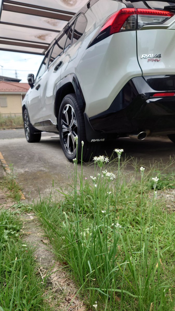 ST165GT_FOUR's tweet photo. 花が咲きました。
いつからだろう。庭に立派なニラが生えてきたのは。 https://t.co/ljMWovhnXZ