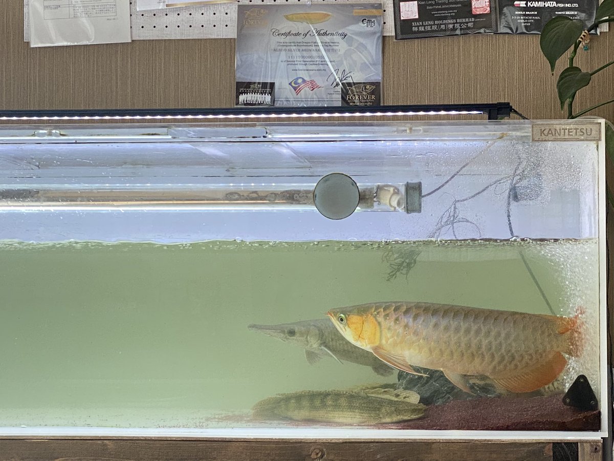koba_arowana's tweet photo. 水換え&苔掃除!
近々、水槽入れ替えの為!ガーネットサンド除去中!取り出すのが1番疲れる☝️
#JAYARED
#F4
#カミーユ https://t.co/tMPdED9O5V