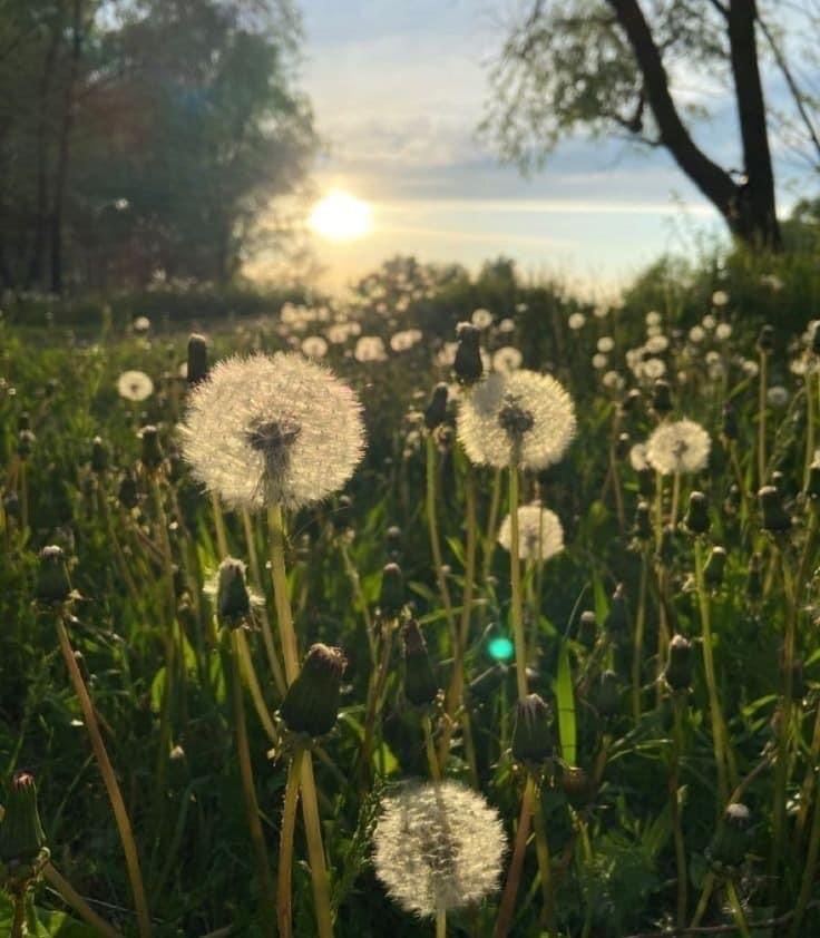 dandelion field