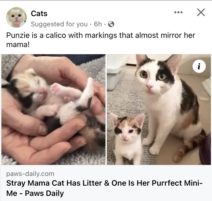 Sinead Cox tweet media