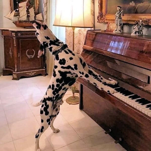 ♫ Cruella De Vil
♫ Cruella De Vil
♫ If she doesn't scare you
♫ No evil thing will