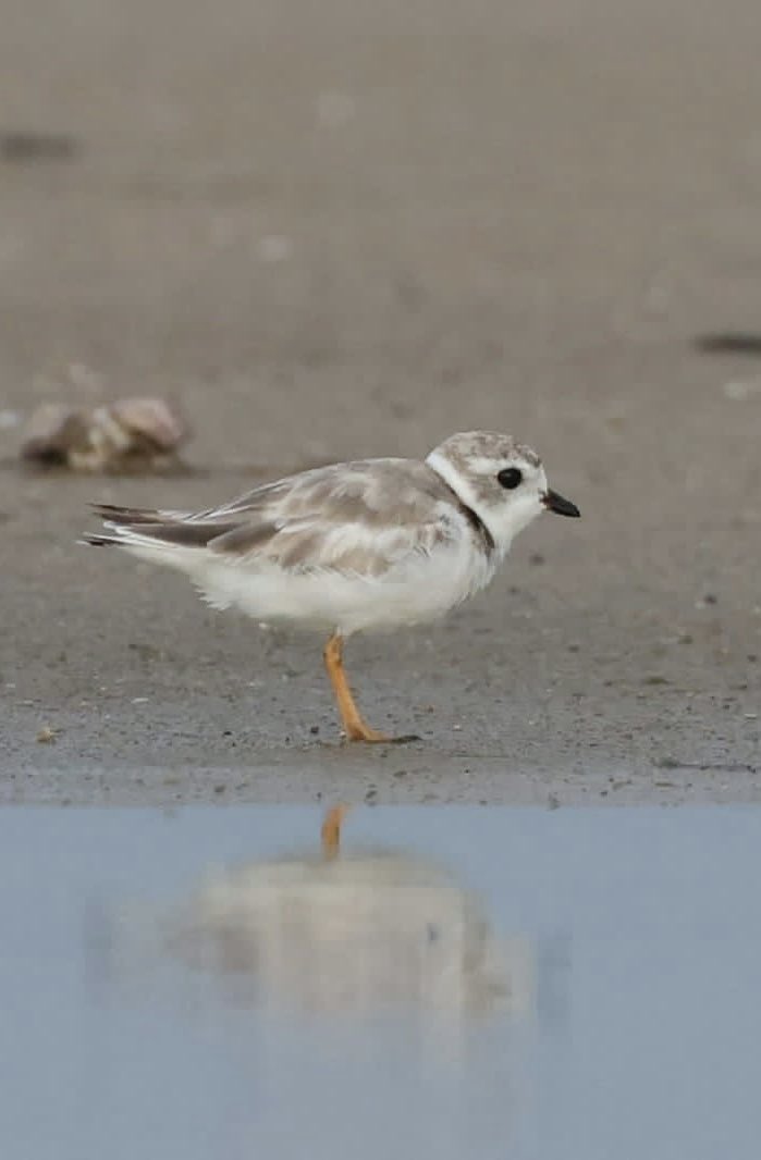 Apparent first record of Piping Plover for Colombia 🥳
