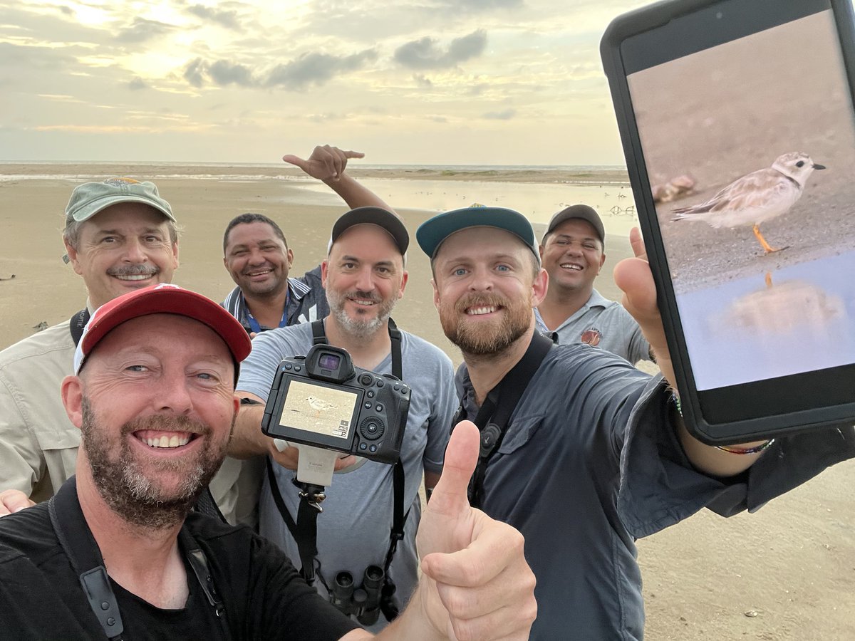 ChrisBellCOL's tweet photo. Apparent first record of Piping Plover for Colombia 🥳 https://t.co/iOEiHijxW2