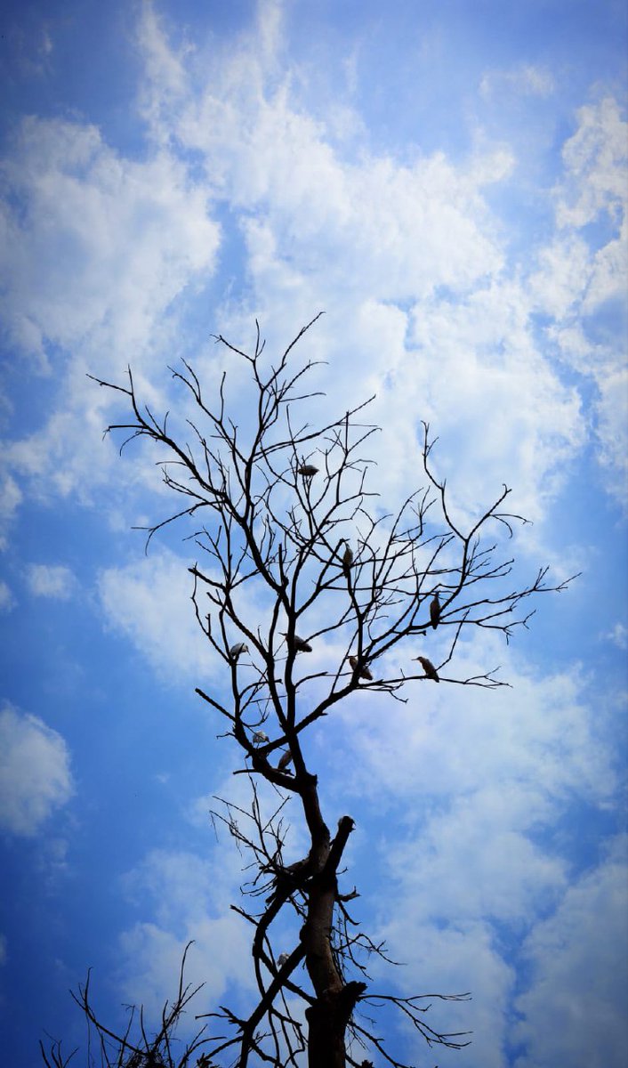 infotainmentod's tweet image. Good Morning and Happy Sunday Treepeople 🌿🌳🌿

#treed #nature #treepeople