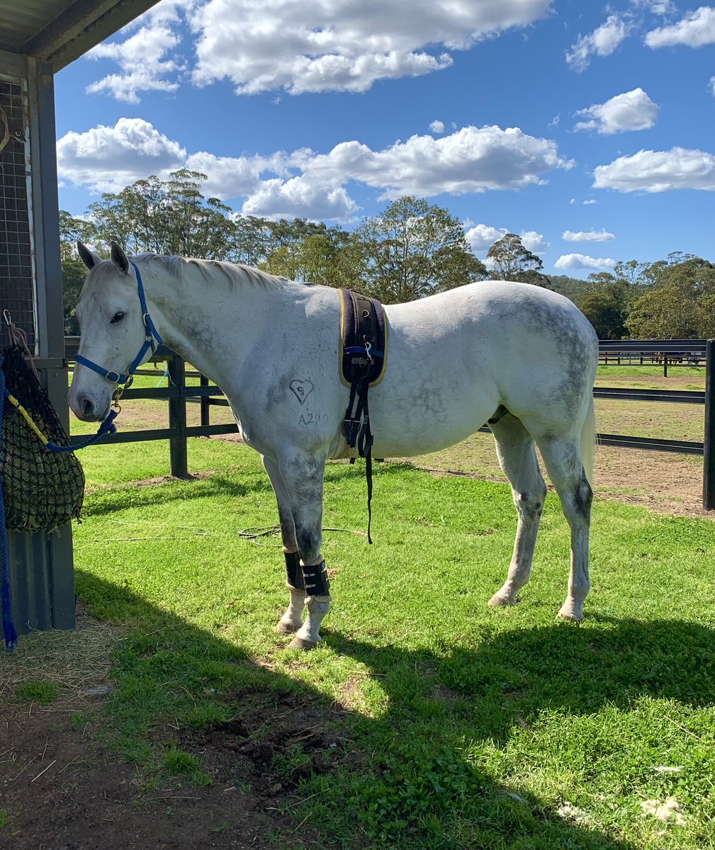 HillviewThorou1's tweet photo. 🔥👑🦐
Getting his show bod on!!
#Chilli
#championsprinter #showhorse #showhunter https://t.co/d7rMxeNWhu