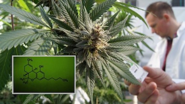 Study Finds Cannabis Cuts Tumor Growth

The active ingredient in marijuana cuts tumor growth in common lung cancer in half and significantly reduces the ability of cancer to spread, say researchers at Harvard University

mrstinkysgreengarden.com/2018/06/study-…
