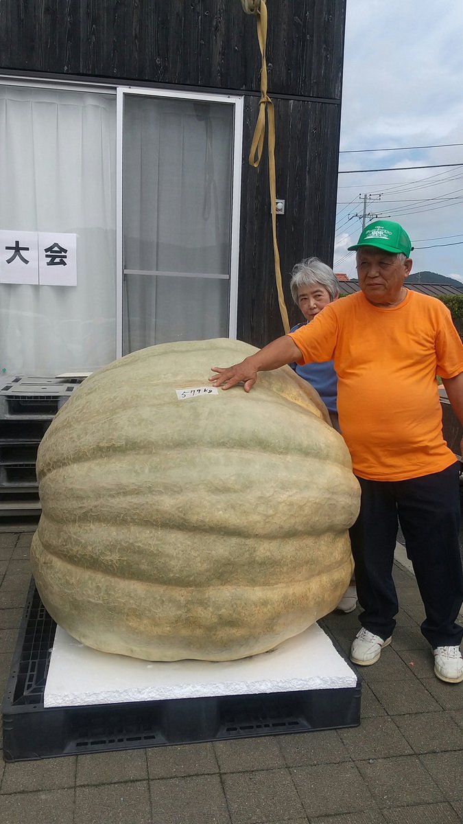 kabohime2's tweet photo. 今年の千葉県大会はすごいですよ☀️ https://t.co/rJ36NBhXI1
