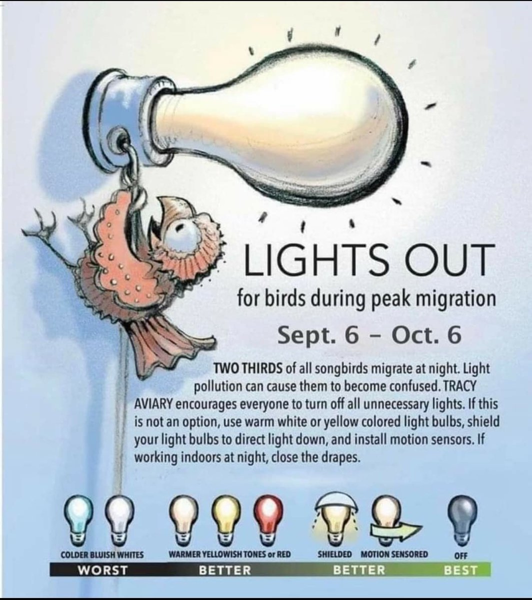 It's that time of year again. #lightsout for the monarchs and the birds! #Migration #birds