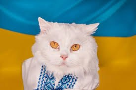 marillion13's tweet photo. #PawPowerForUkraine.
#PrayForUkraine #PeaceForUkraine #StandWithUkraine #UnitedWithUkraine #EndTheUkraineWar #FCKPutin.
😽😽😽🙏🙏🙏💖💖💖☮️☮️☮️
Good meowing to all f(ur)riends in #Ukraine and wherever else you live, #UkraineBeStrong.
@ZelenskyyUa https://t.co/0iBGR61PSA