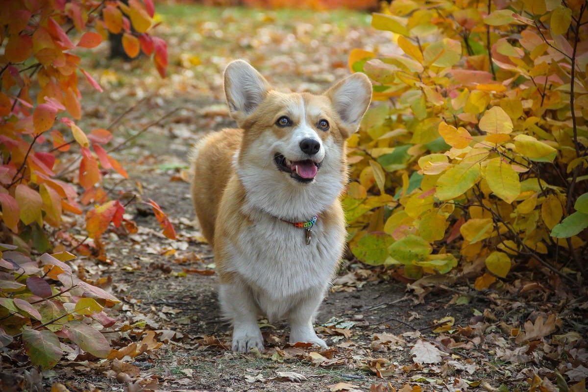 I am coming buddy.... 
.
.
#corgi #corgilover #corgioftheday #corgidog #dogtweet #twitter #tweetoftheday