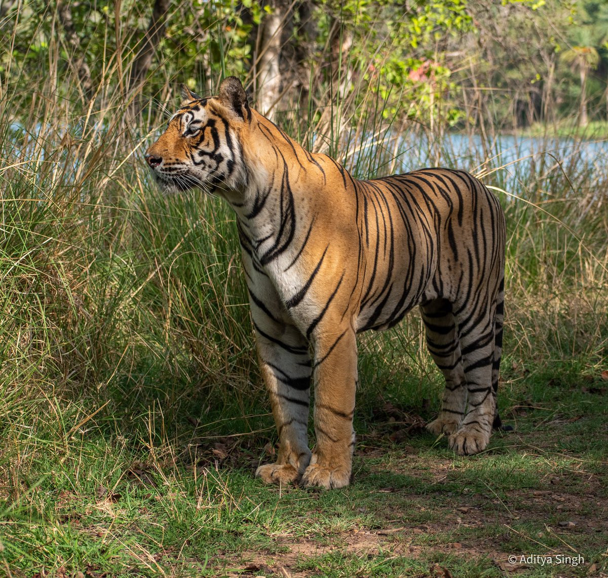 wildaddis's tweet photo. Ranthambhore, Opposite JogiMahal 
T - Ganesh

Book Your Exclusive Safari - DM

#ranthambore #forest #tiger #uttrakhand #wildlifephotography #wildlife #safari #ttf #jungle #forest https://t.co/CJWG5ump3V