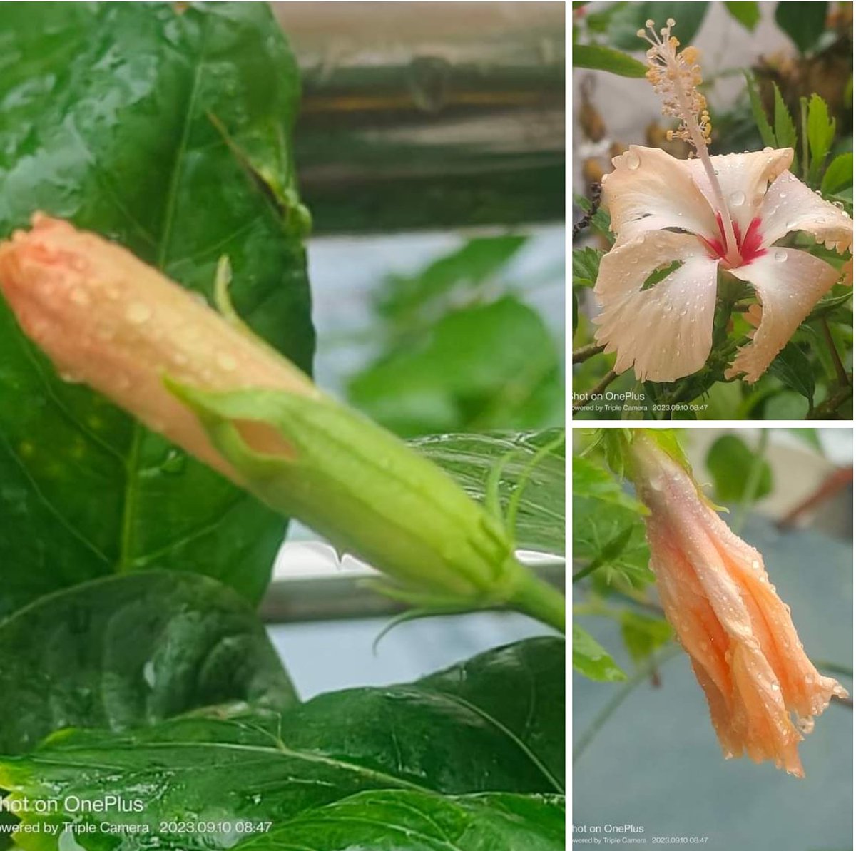 प्रकृति प्रतिदिन यह समझने की कोशिश करती है,
जन्म से लेकर मृत्यु के बीच की दूरी ही जीवन है!!
~शीशपाल साहू~