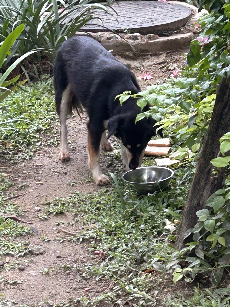 แทบจะไม่เคยลืมที่จะมอบมื้อเช้าให้เจ้าดำทุกวัน